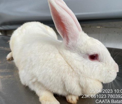 Coelha pelos brancos e olhos vermelhos sentada posa pra foto.