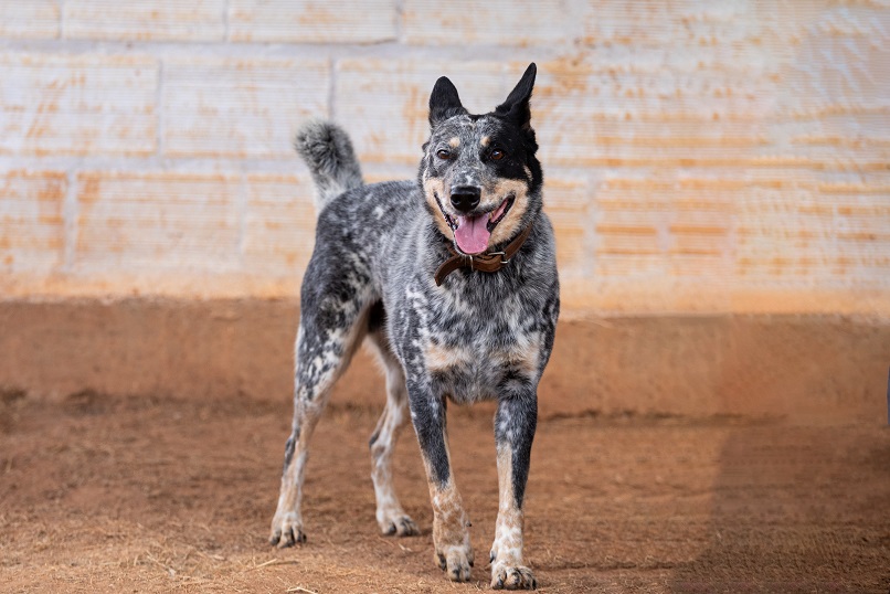 cachorro cinza com manchas brancas