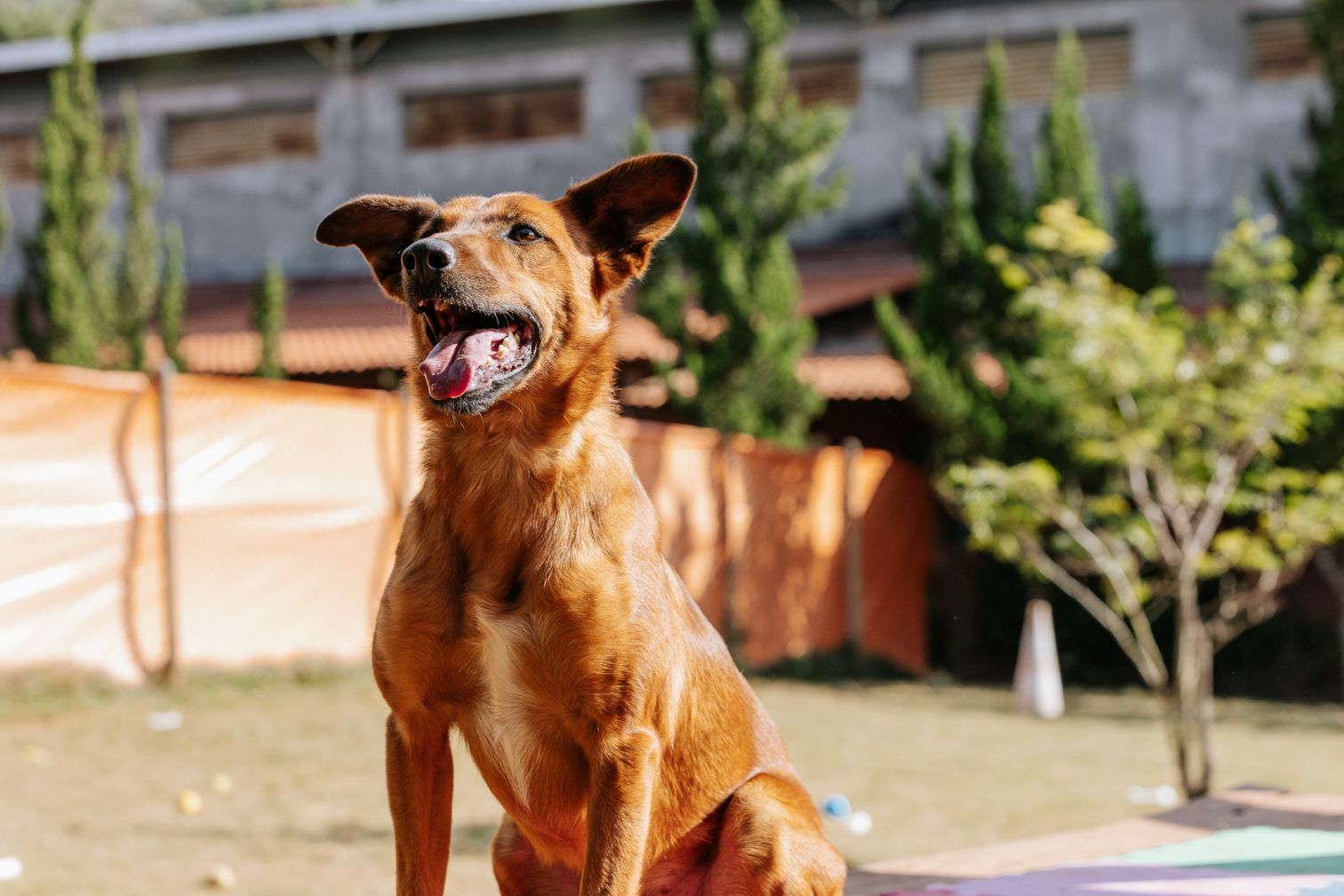 foto de cachorro caramelo sentado