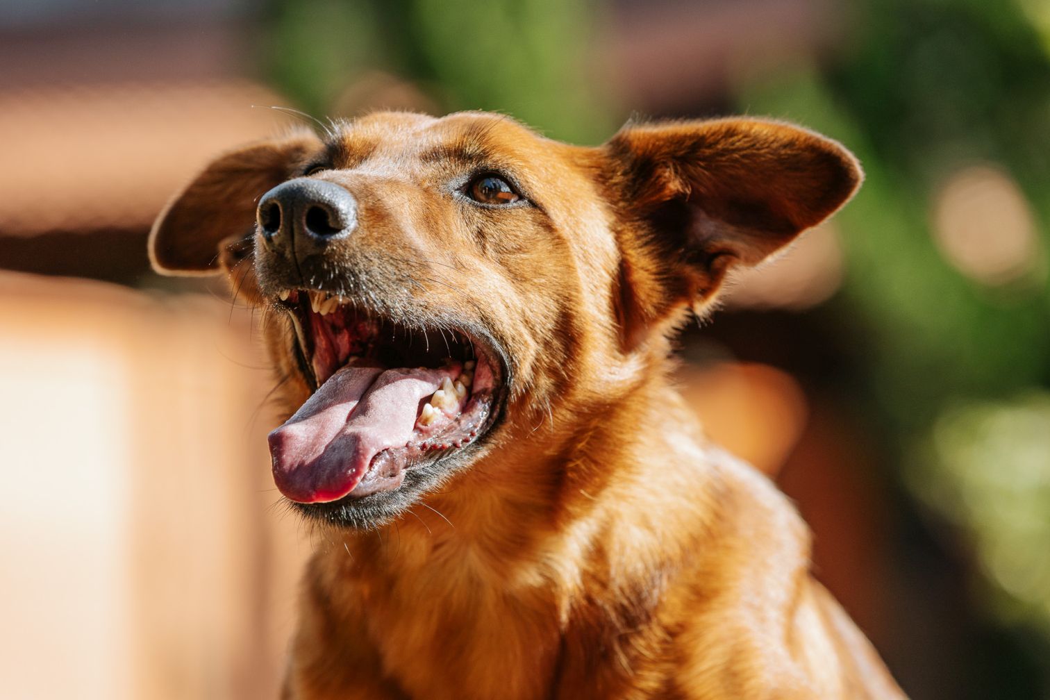 foto do rosto de cachorro caramelo