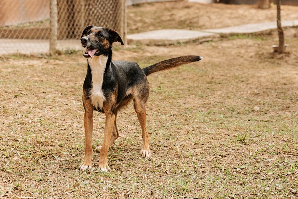foto de um cachorro preto e caramelo 