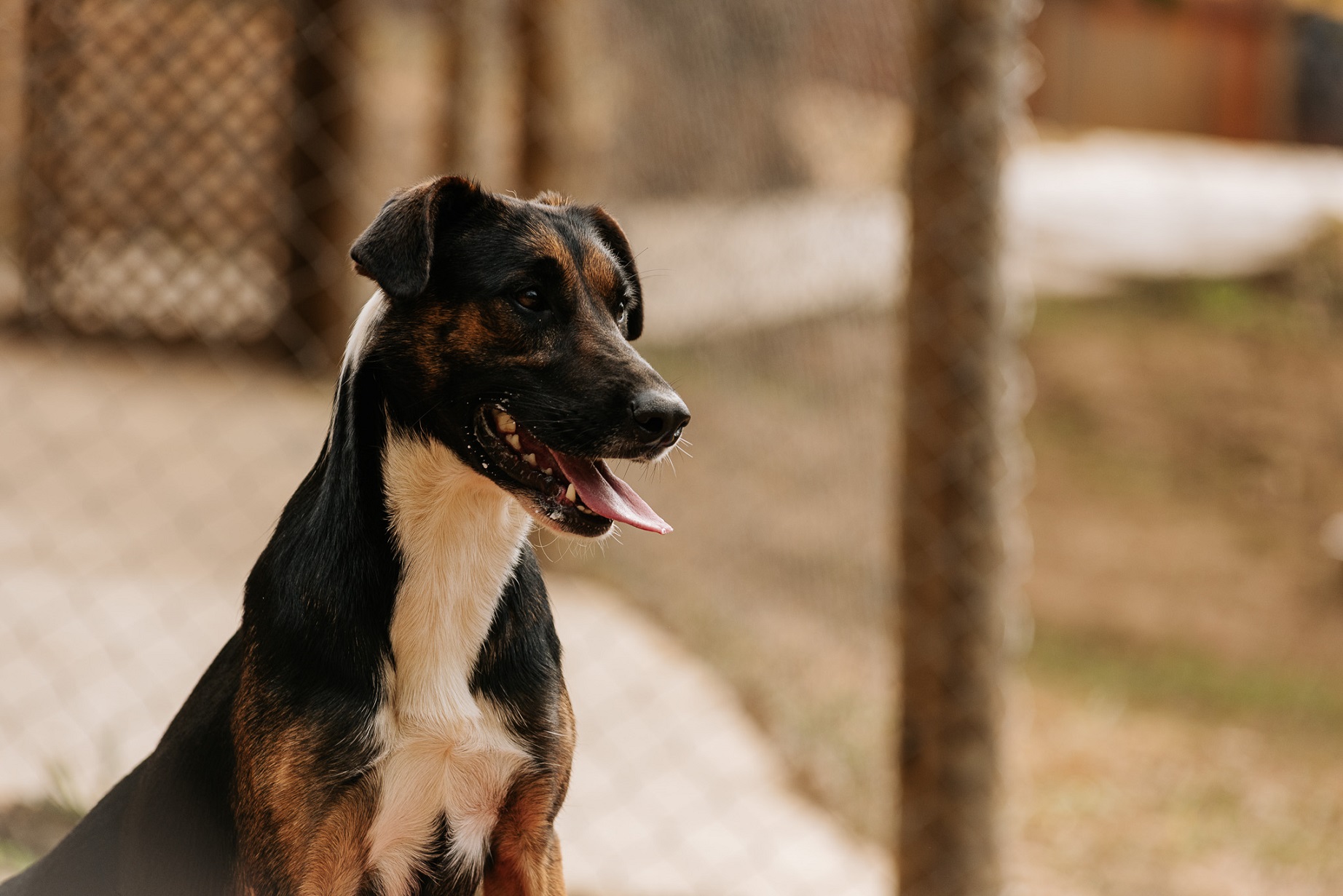 foto do rosto de um cachorro preto com a língua de fora