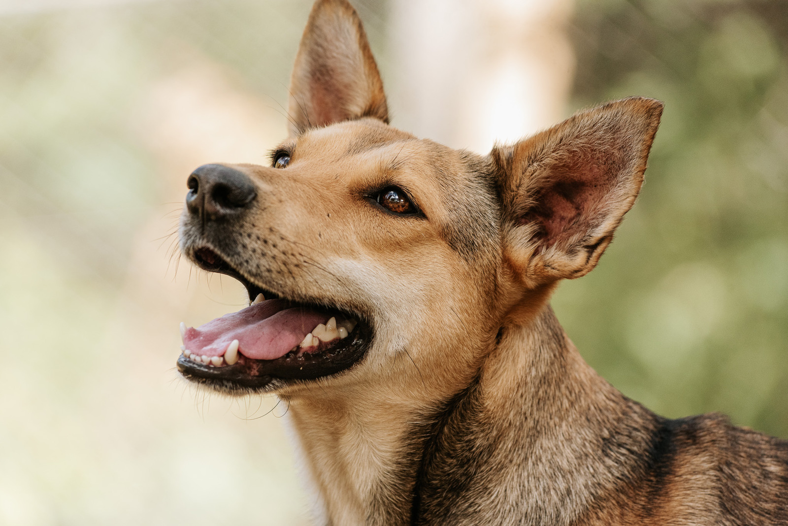 foto de rosto de cachorro caramelo