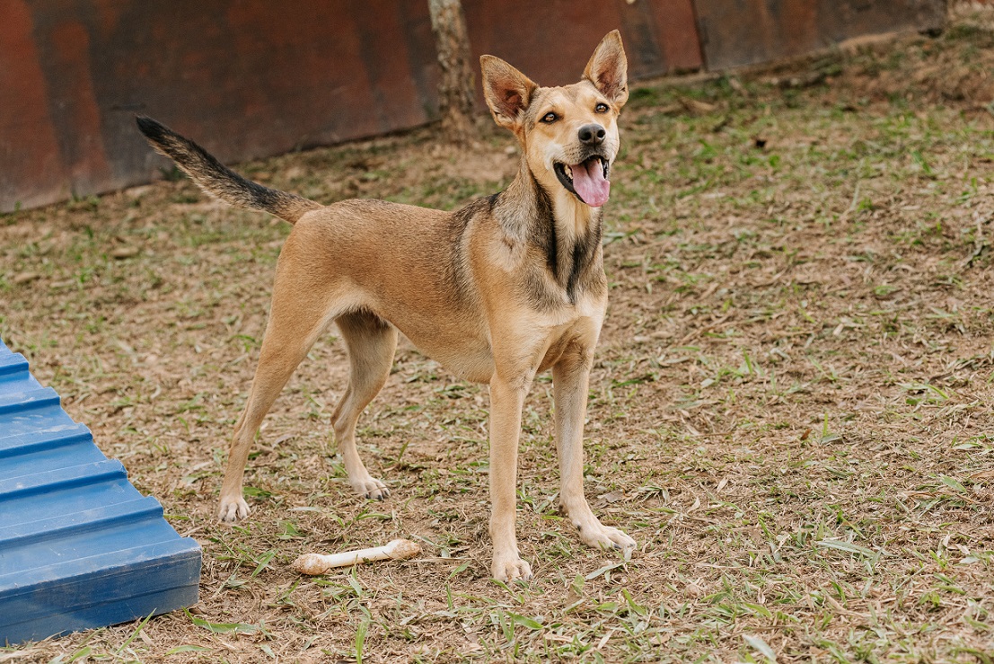 foto de cachorro caramelo olhando pra câmera