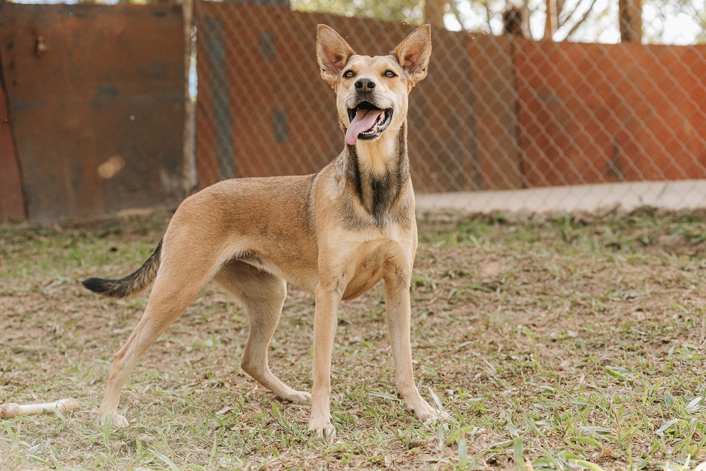 foto de cachorro caramelo olhando pra câmera