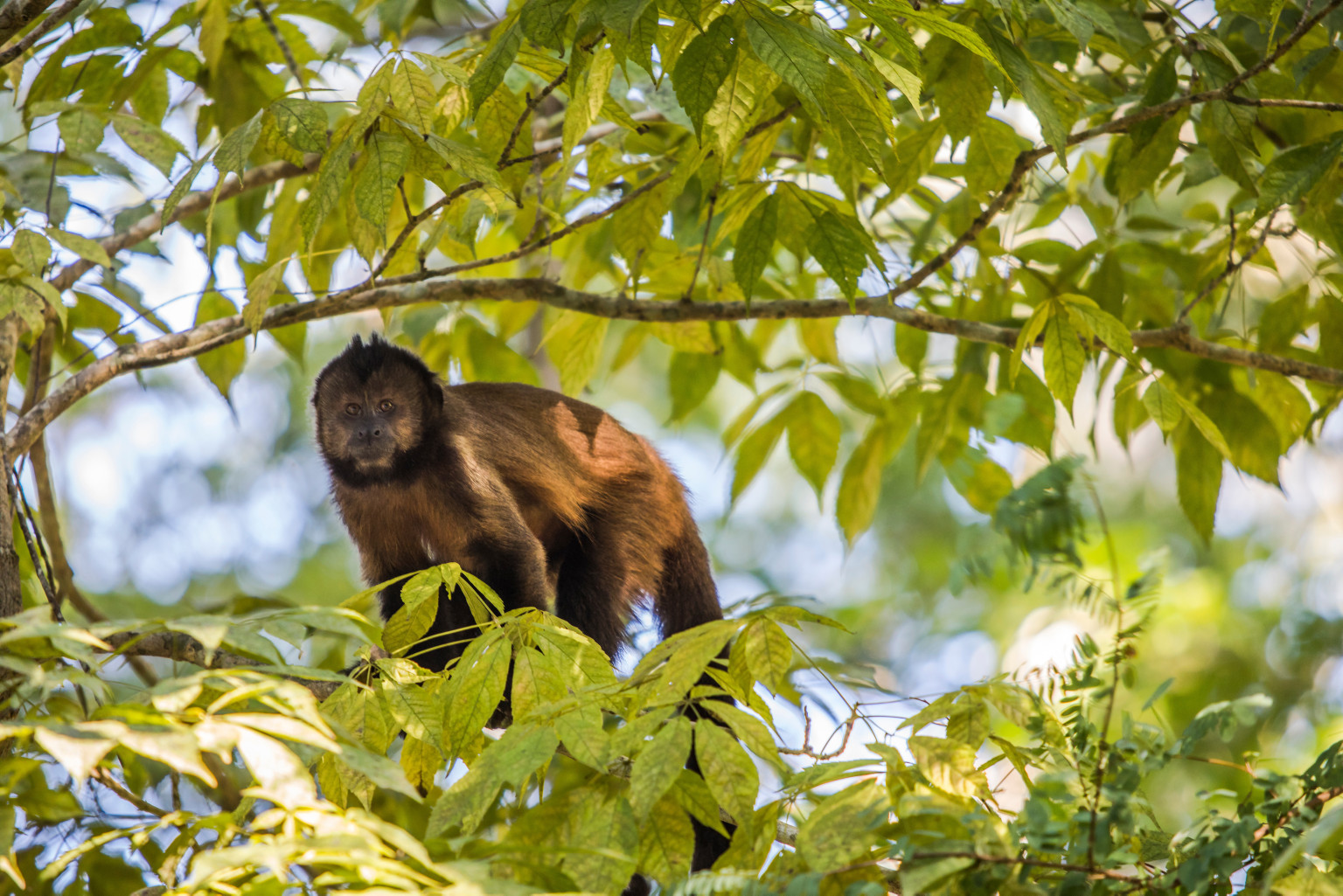 mico em cima de árvores