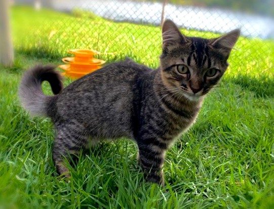 Gato com pelos em cor de cinza.