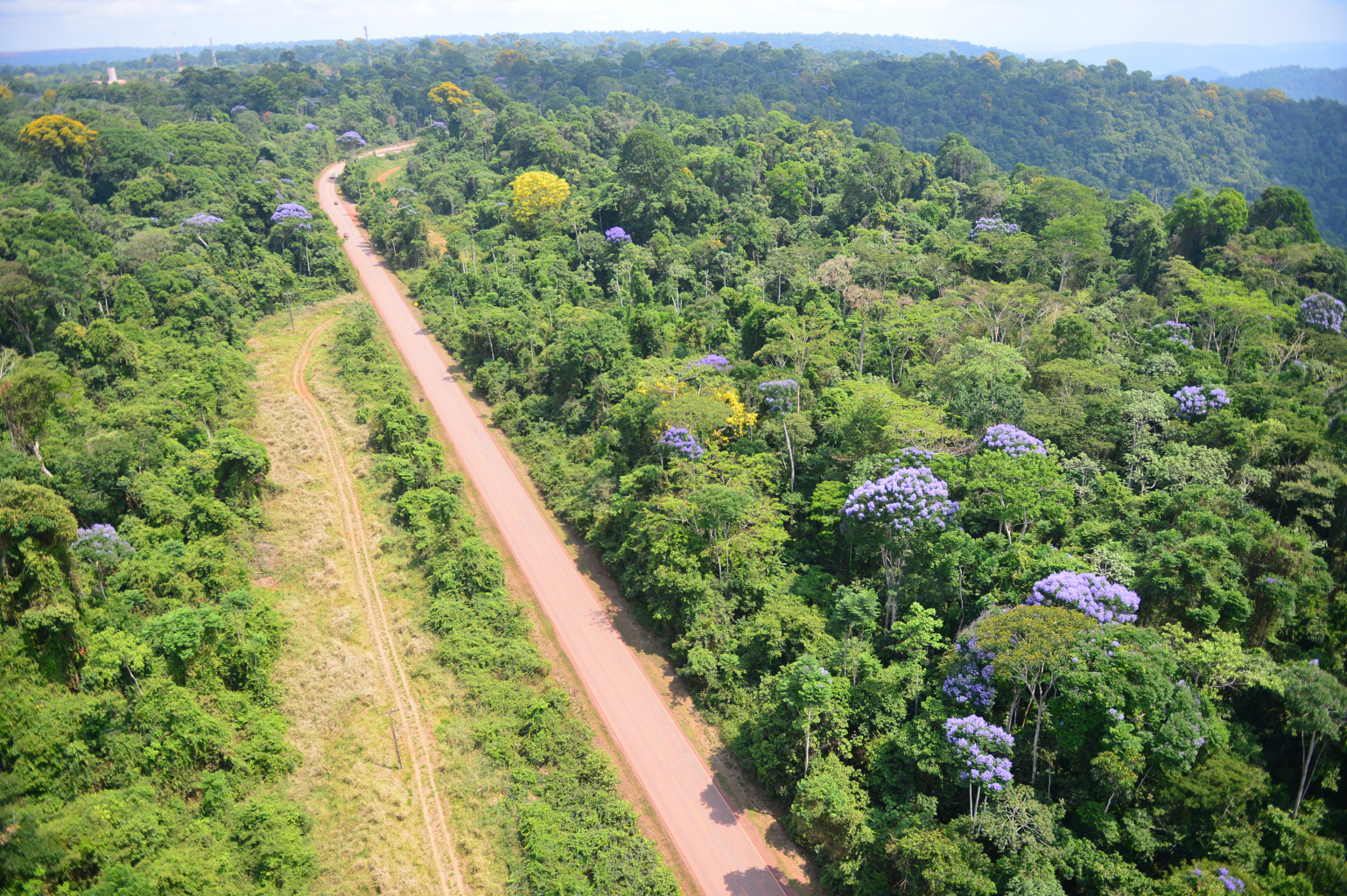 Vegetação verde com árvores por toda a imagem e no meio uma estrada de terra 