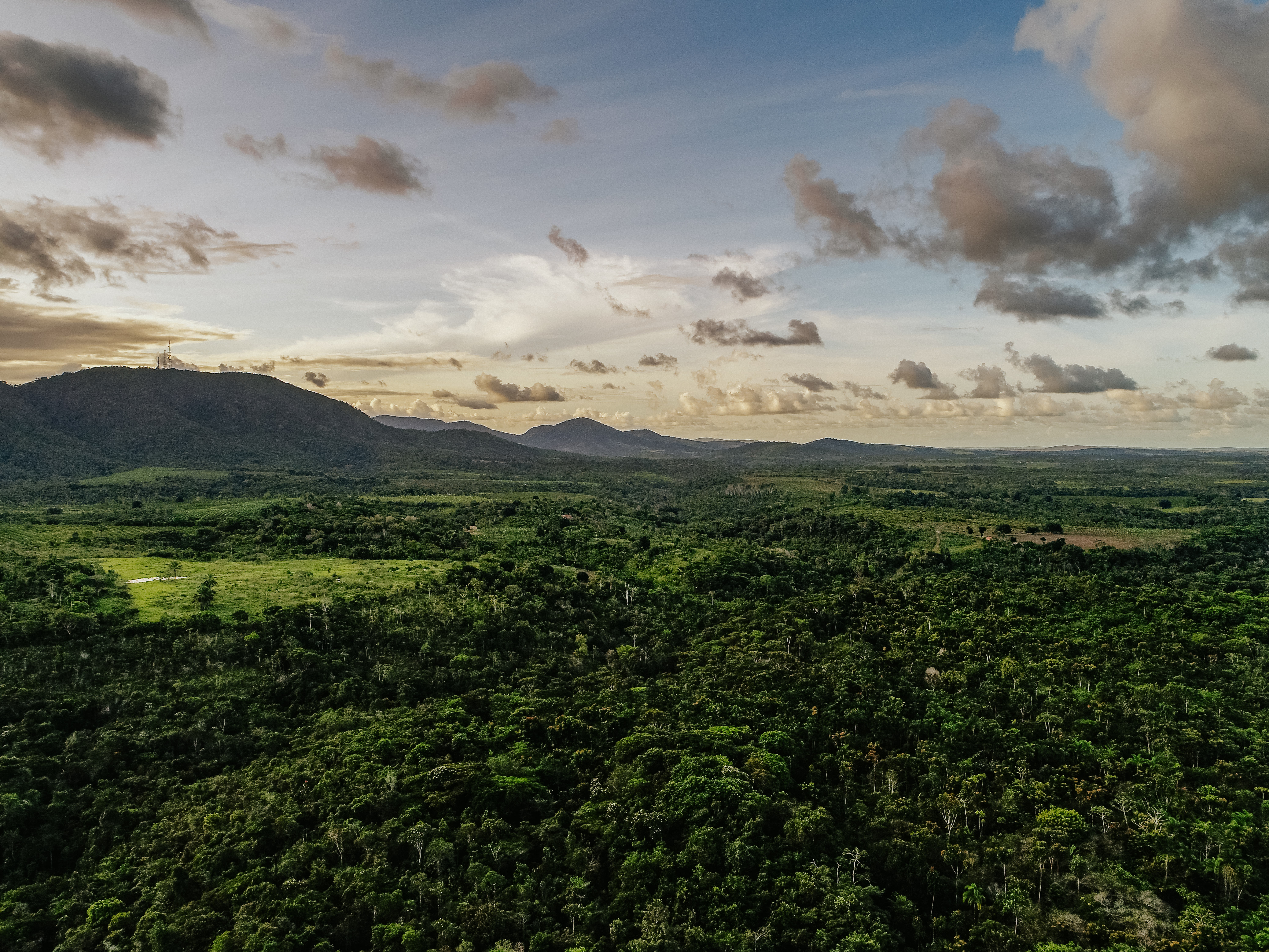 Vale reaches 50% of its voluntary forest protection target for 2030