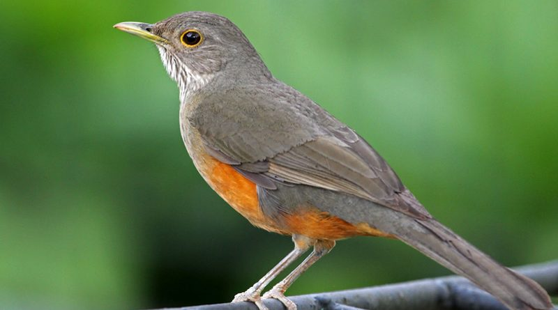 pássaro olhando pro além