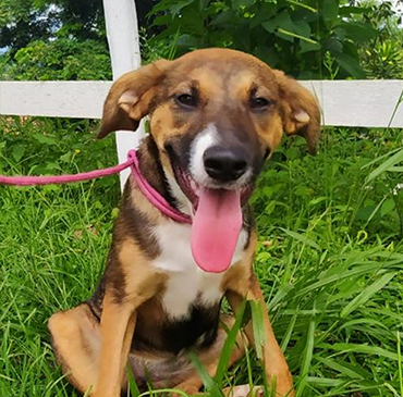 Foto da cachorra sentada na grama. Ela tem os pelos curtos, caramelo com manchas brancas e pretas. Atrás há uma cerca branca.