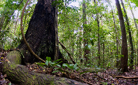 Vale launches consultation to prioritize relevant topics in sustainability management and reporting