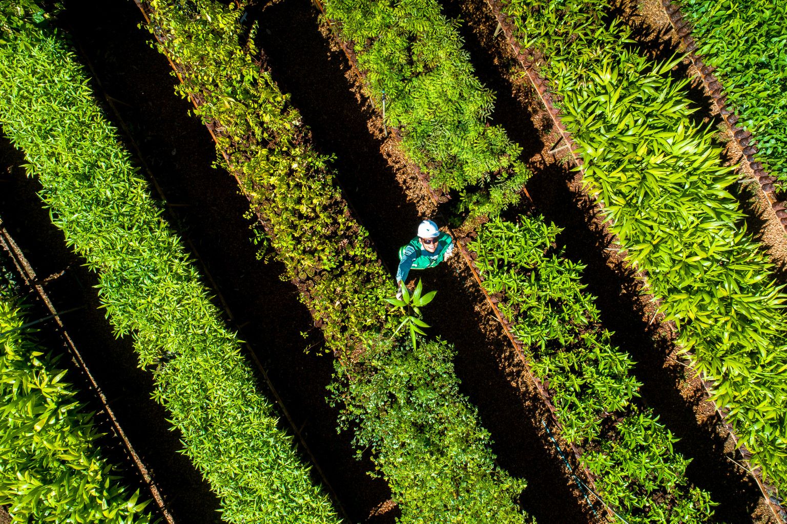 A Vale employee stands in the middle of a plantation. He is wearing a safety vest, goggles and a hard hat.