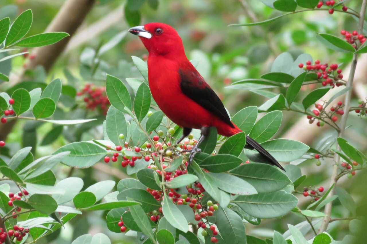 pássaro vermelho e preto centralizado em mata verde 